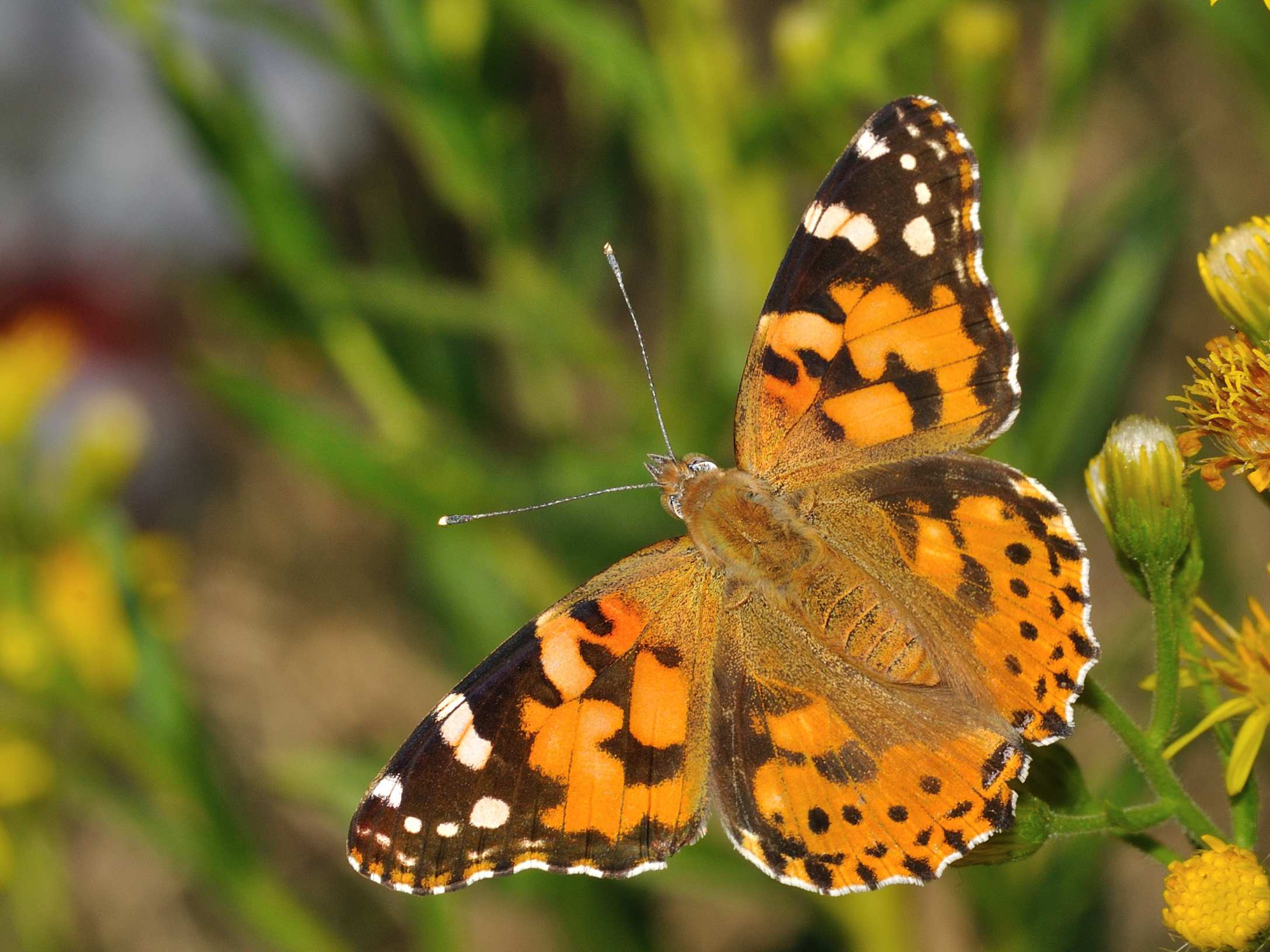 Vanessa cardui ?